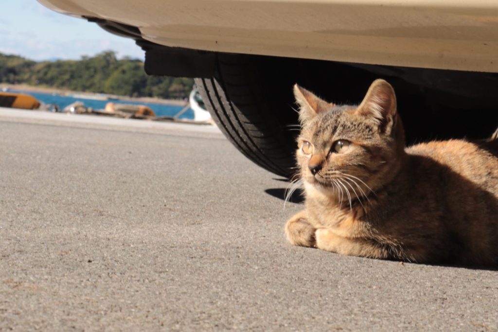 リバークレイン新人のバイク日記　in　伊豆