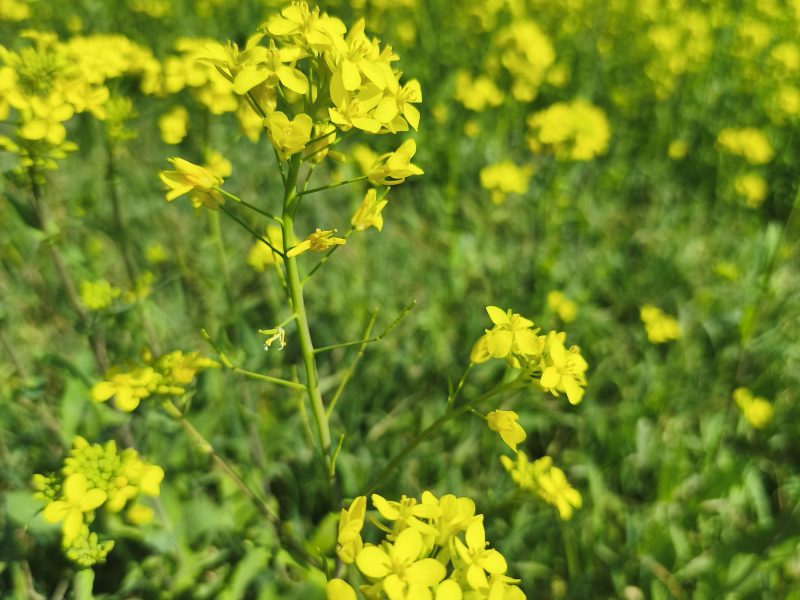 かんなみの菜の花