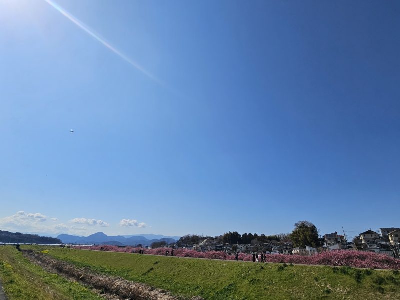 かんなみ桜まつりの景色