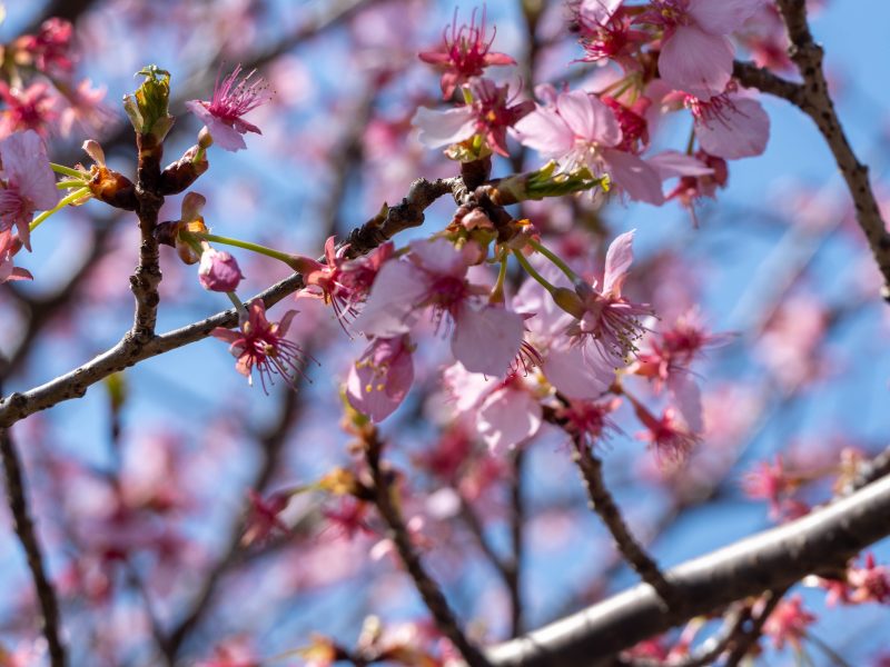 かんなみ桜